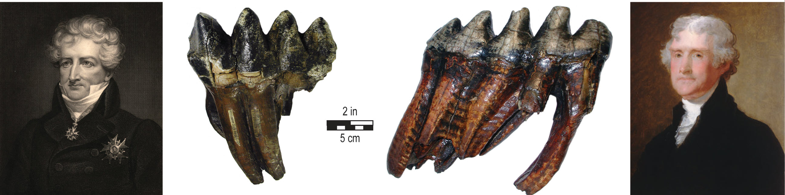 Examples of fossil Mastodon molar teeth (with roots) from Big Bone Lick